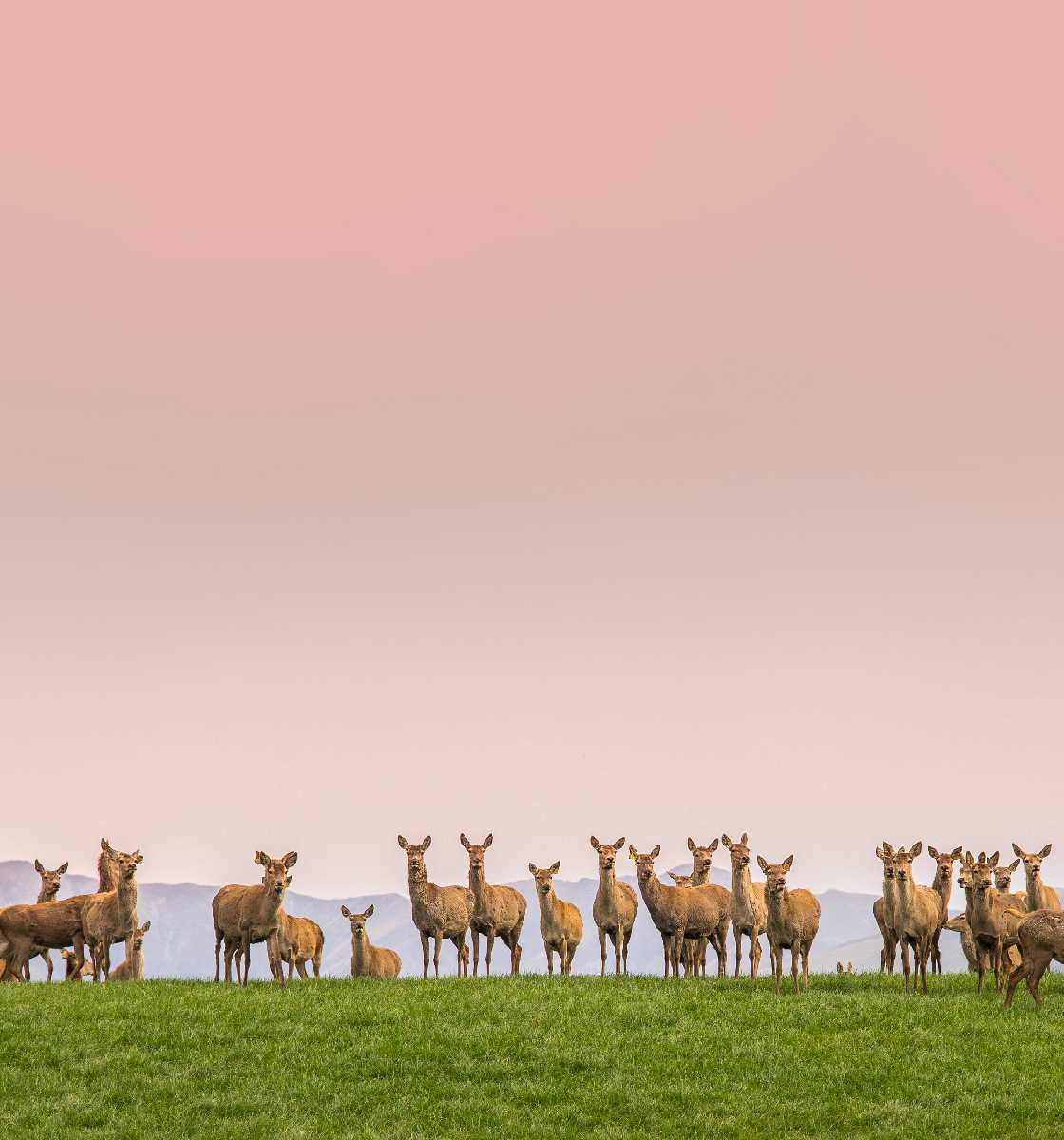 Deer series Kiwicorp New Zealand
